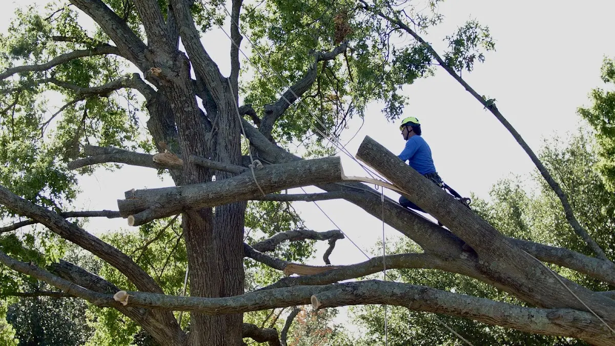 Professional Crown Thinning performed by certified arborists in Lake Delton